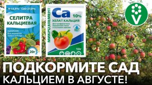 ПОДКАРМЛИВАЙТЕ КАЛЬЦИЕМ ТОЛЬКО ТАК! Эффективная подкормка кальцием плодовых деревьев в августе