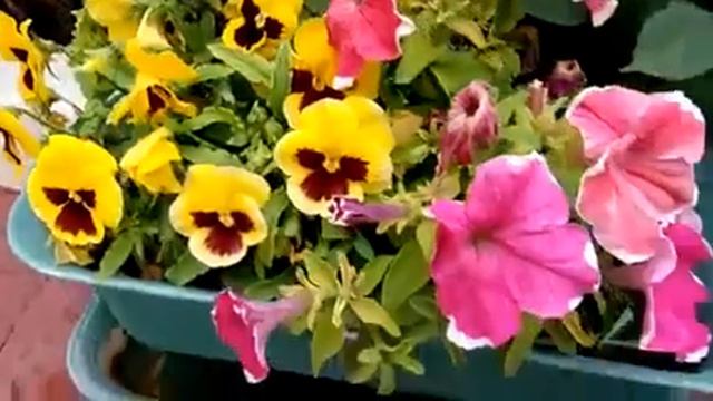 503 - Beautiful Petunia flowers in full bloom in Cold Desert Leh (लेह) during September - 9/9/17 смотреть онлайн