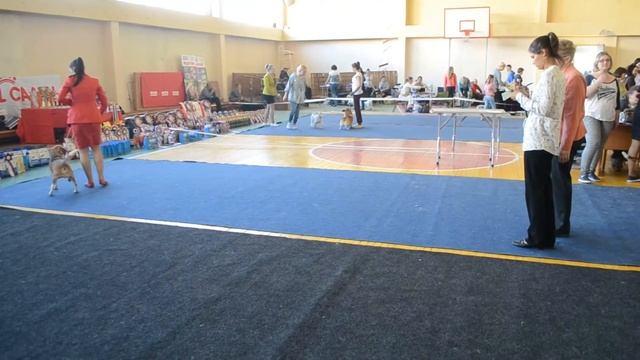 20.05.2017. Выставка собак. Бигль. смотреть онлайн