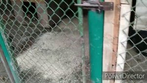 СОДЕРЖАНИЕ и УХОД . РУССКОЕВРОПЕЙСКОЙ ЛАЙКИ.
