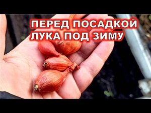 ПЕРЕД ПОСАДКОЙ ЛУКА НА ЗИМУ, ДЕЛАЮ ЭТО С СЕВКОМ. ЛУК СТРЕЛКОВАТЬСЯ НЕ БУДЕТ