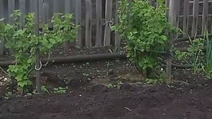 Подкормка косточковых деревьев .