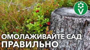 КАК ВЫКОРЧЕВАТЬ СТАРЫЙ КУСТ ИЛИ ДЕРЕВО БЕЗ ЛИШНИХ УСИЛИЙ? Советы биолога, разбор основных ошибок