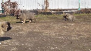 Щенки кавказской овчарки. Возраст 2 месяца и неделя.