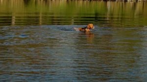 glora Vizsla Венгерская выжла