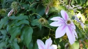 Antique rose and clematis