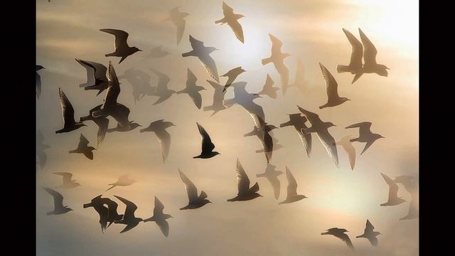 МЕДИТАЦИЯ КРАСОТЫ смотреть онлайн