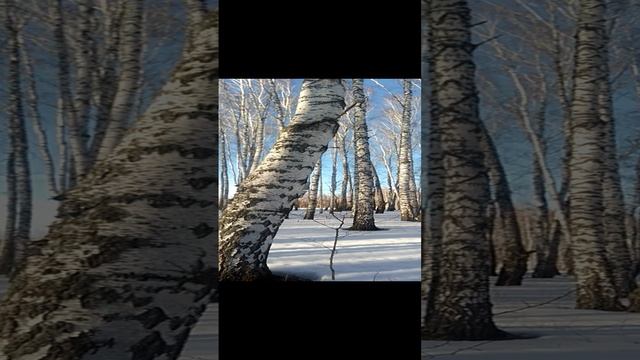 Сколько кубов дров будет с этой березы