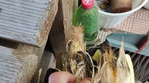 Обзор огорода на проекте Суворова. 22102022. Посажен чеснок под зиму. Урожай корнеплодов и яблок.