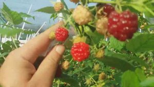 Малина Элита ( Elite)