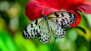 Снятие Негативных Программ