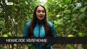 Крымский фермер высадил дома огромный лимонарий