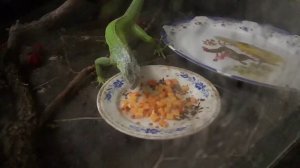 ОБЕД ИГУАНЫ/ЗЕЛЁНАЯ ИГУАНА