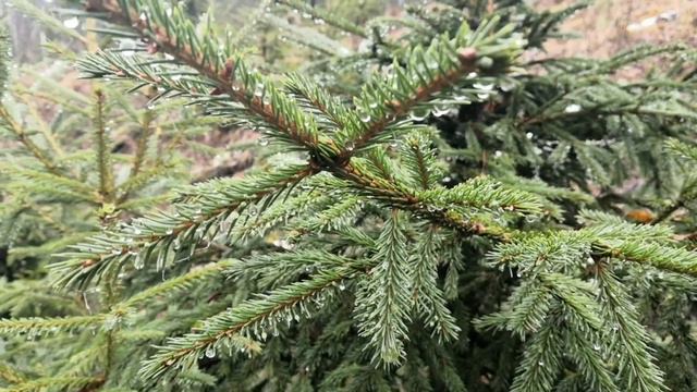 ПРОГУЛКА ПО ЛЕСУ. ОБИДНО, ЧТО БЕЗ РУЖЬЯ! смотреть онлайн