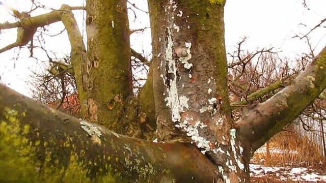 ЧТО ДЕЛАТЬ ЕСЛИ ЧЕРНЕЮТ ВЕТКИ. смотреть онлайн