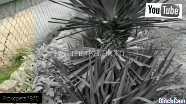 ПРОЕКТ ТУРБО ВАЗ 2107 ......ВАЗ2107турбожыгатазсемерка