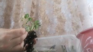 Выращивание деток фиалок  в зип пакете.