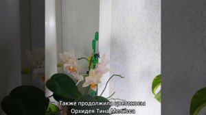 Начинается орхидейное волшебство?Зацветает Легато?Снова в цветах Тина Мелисса? #орхидеи #shorts