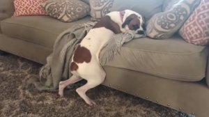 Собака, которой нельзя на диван, придумала, как «обойти закон»