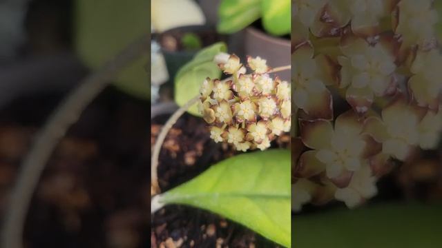 Hoya Finlaysonii EPC 200, цветение хойи Финлауюйсони . смотреть онлайн