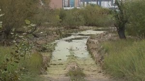 «Там трупы кошек и собак». В Улан-Удэ дорога на Левом берегу стала опасной