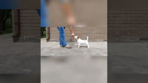 Обучение командам щенка Джек Рассела