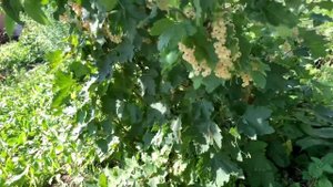 Белая смородина/поричка Снежана (Снежанка) . 5 июля 2022 г.