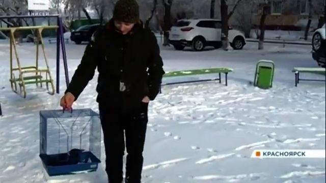 Житель Красноярска спас раненую ворону и ходит с ней гулять смотреть онлайн
