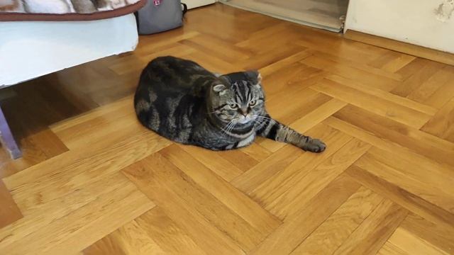 Как подключить колонки biamp к автоусилителю четыре канала раздельно | что бы качало ровно смотреть онлайн