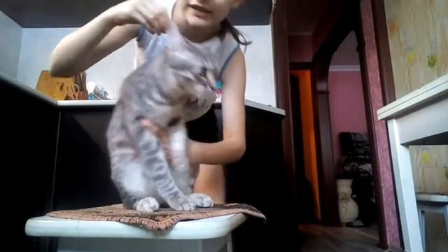дрессировка кота Мурзика как научить кота/кошку командам ?