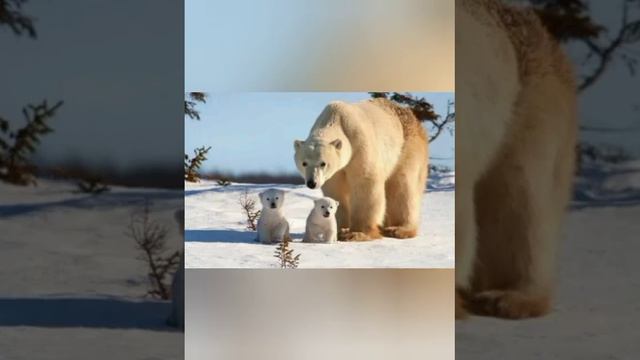 Царь ледяной пустыни.