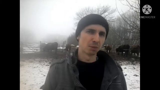 Корова долго не в ходит в охоту? Есть решение, не спешите избавляться. смотреть онлайн