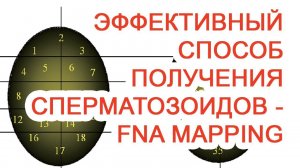 Эффективный способ получения сперматозоидов – FNA Mapping / Доктор Черепанов