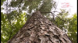 "Форэст Дамп". Пищевые и лекарственные растения приморской тайги