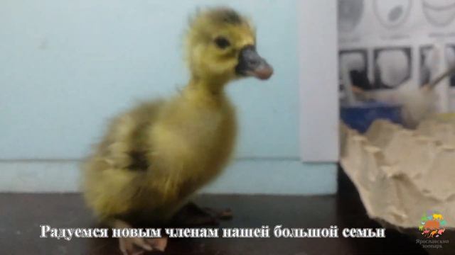 Закулисье зоопарка: Зоологическая служба смотреть онлайн