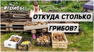 Вот это ГРИБАЛКА! Грибной БУМ! Белые _Колосовики _ Боровики _ Лисички ч4. ФИНАЛ.