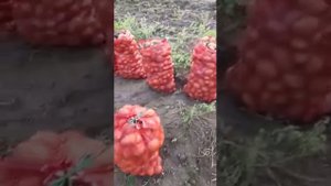 Актрис ранний сорт. Урожай очень высокий. Длительная лежкость. 6 тонн с 8 соток земли. Иссик Куль