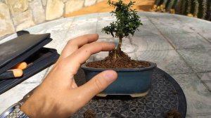 Бонсай из сериссы(Serissa Foetida) в стиле "обнимая камень"(Sekijoju) , посаженной на пирамиду Майя