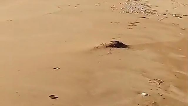 Любимое мое море.Любимое животное