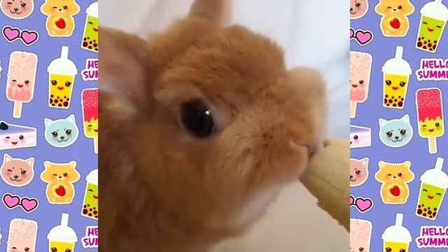 СМЕШНАЯ ОЗВУЧКА КРОЛИКИ смешные животные ВИДЕО ПРО КРОЛИКОВ смотреть онлайн