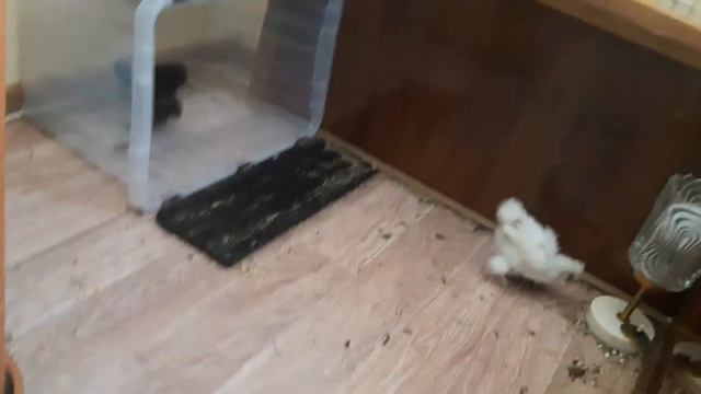 На чужой каравай рот не разевай или почему чужое всегда лучше ? смотреть онлайн