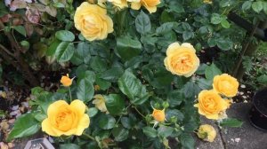 Rosa Julia Child aka Absolutely Fabulous | Rose Review