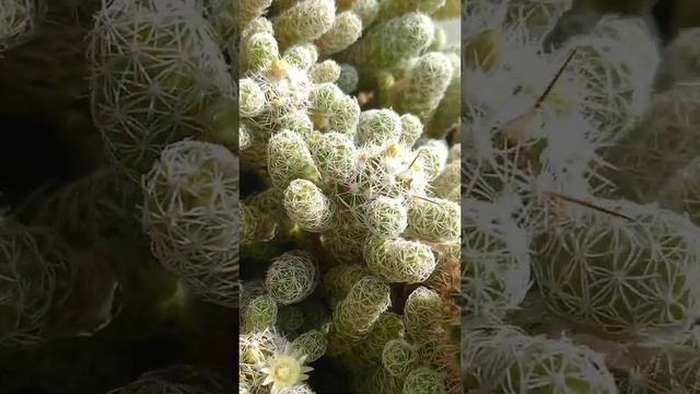 Цветёт кактус смотреть онлайн