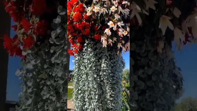 Композиция из дихондры серебристой и бегонии ампельной |  Идея #длядома #оформлениесада