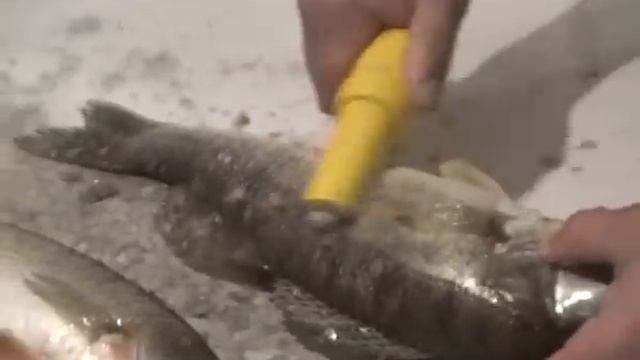 Рыбочистка и Судак смотреть онлайн