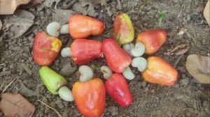 Gardening - Harvesting Cashew Fruits