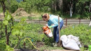 Как правильно посадить голубику на даче!