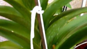 Реанимация #орхидеи #Ванда. Отличный результат всего за месяц!