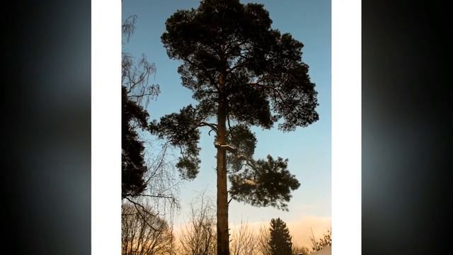 Мороз и Солнце. смотреть онлайн