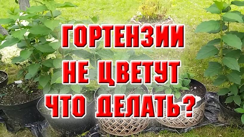 Стимулирую гортензии на цветение